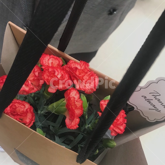 plant,식물,flower,꽃,blossom,flowerarrangement,꽃꽂이,꽃부케,flowerbouquet,카네이션,스승의날,어버이날,꽃,flower,기념일,축하,anniversary,congratulation,celebrate,celebration
