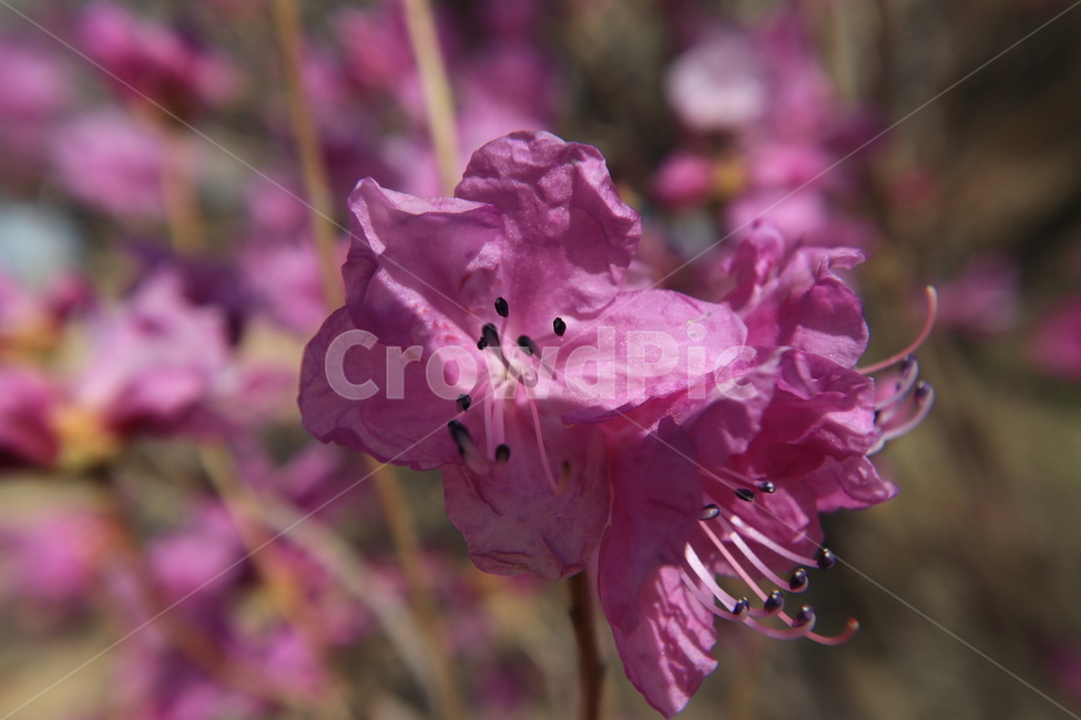 봄,꽃,진달래,spring,flower,봄,계절,spring,season,식물,자연,plants,nature,꽃,flower,blossom,geranium,제라늄,plant