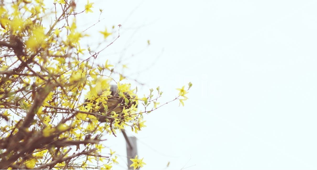 개나리,봄꽃,노랑,꽃사진,감성사진,봄사진,봄,봄,계절,spring,season,식물,자연,plants,nature,꽃,flower