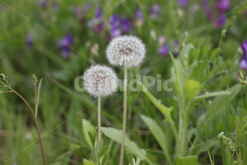 민들레홀씨,민들레,풀숲,풀,들꽃,식물,자연,plants,nature,꽃,flower