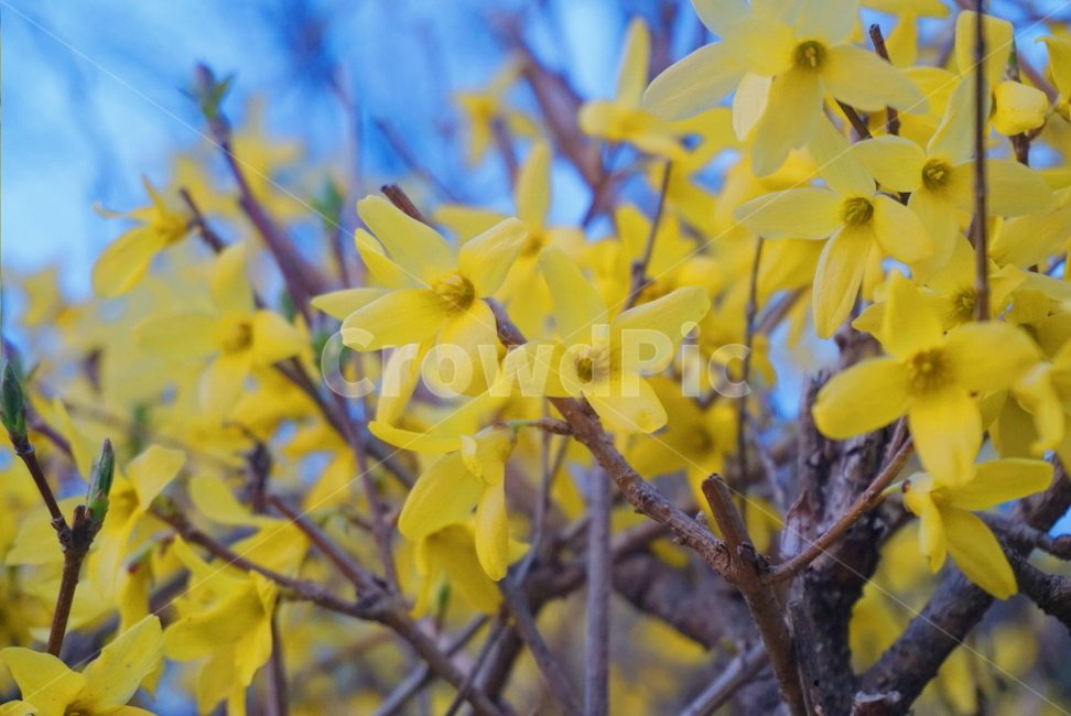 개나리,봄꽃,노랑,봄,봄날,봄바람,yellow