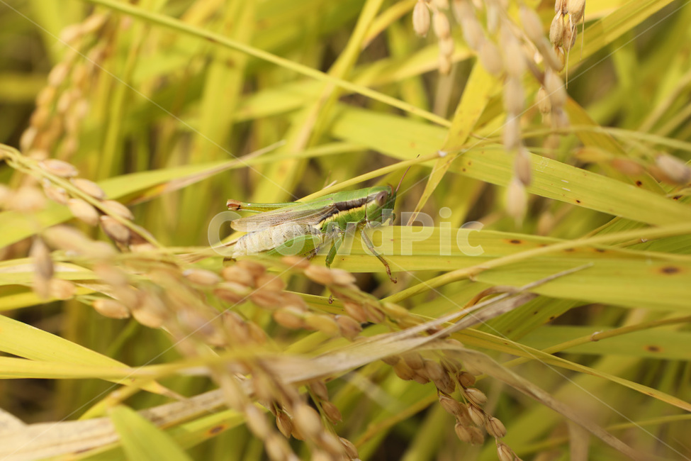 가을,매뚜기,벼,들녁,논,산업,industry,industrial,농업,농사,agriculture,farming,farming industry