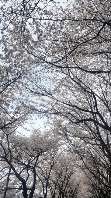 벚꽃,봄꽃,벚꽃축제,봄,꽃,cherryblossom,꽃축제,꽃나무,왕벚꽃,springseason,식물,자연,plants,nature,꽃,flower