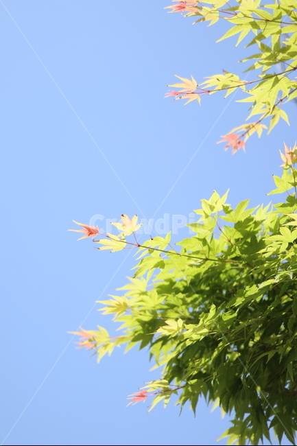 단풍,연두,파랑하늘,봄,잎,식물,자연,plants,nature,나무,trees,wood