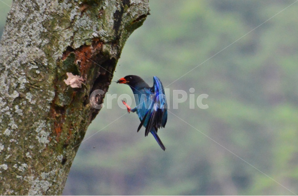 tree,나무,plant,식물,flying,나는,animal,동물,bird,새,파랑새,새집,육추,동물,animal,조류,새,birds
