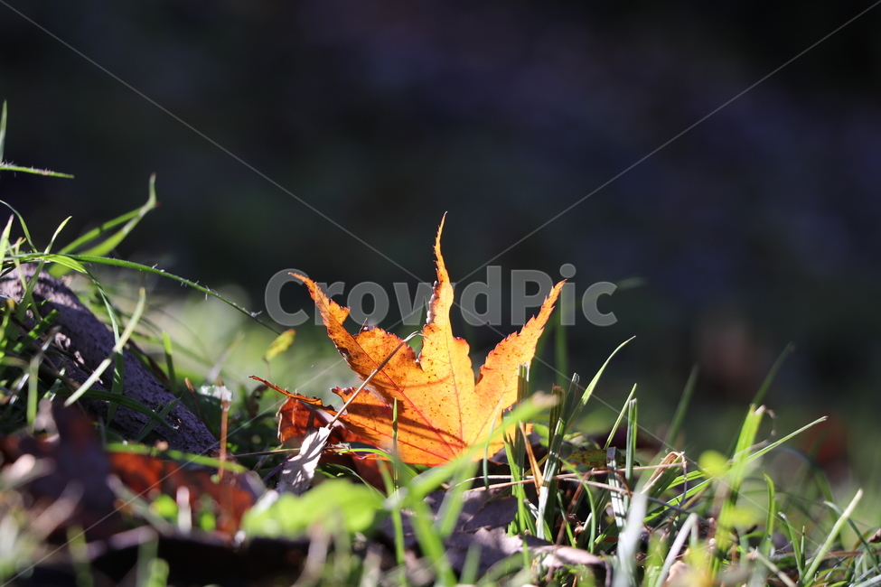 단풍잎,자연,가을,식물,plant,leaf,tree,낙엽,11월,노랑,햇살,가을,계절,fall,autumn,season