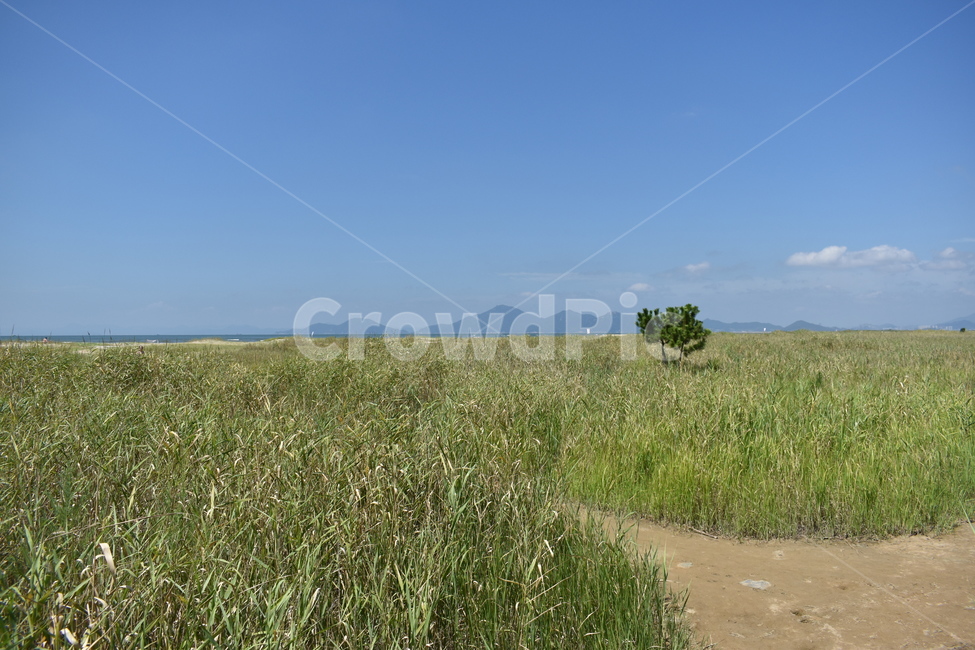 grassland,목초지,outdoors,옥외,nature,자연,plant,식물,field,들,자연,풍경,nature,landscape