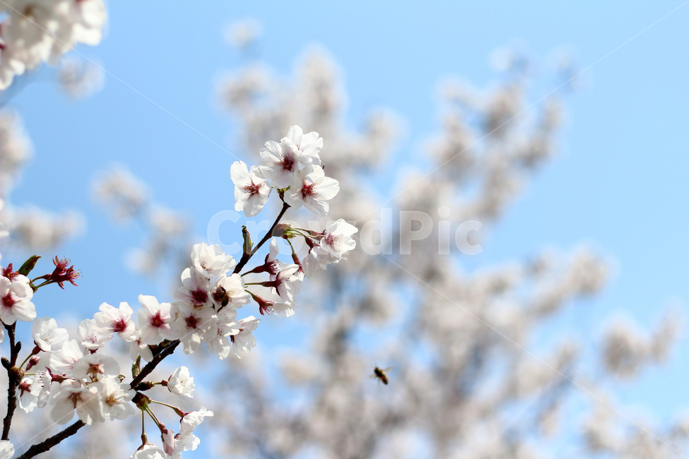 벚꽃,벚꽃나무,벚나무,벚나무숲,벚꽃나무숲,봄,계절,spring,season,식물,자연,plants,nature,꽃,flower