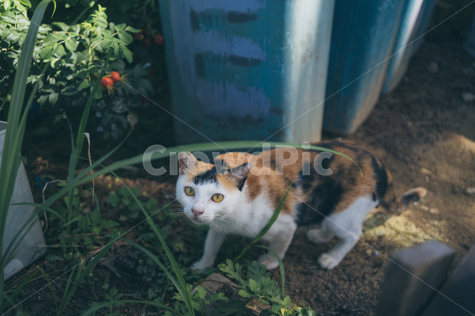 고양이,길고양이,고양이새끼,새끼고양이,포유류,동물,반려동물,애완동물,cat,pet,animal,mammal,kitten,kitty,동물,animal,포유류,mammal,고양이,cat,kitten,kitty