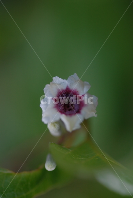 식물,flower,꽃,야생화,봄꽃,계요등,식물,자연,plants,nature,꽃,flower