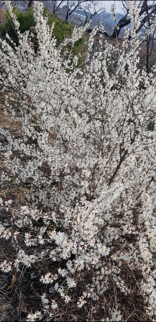 앵두나무,앵두나무꽃,앵두꽃,봄꽃,앵두화,봄,계절,spring,season,식물,자연,plants,nature,꽃,flower,plant,cherry blossom,벚꽃,blossom