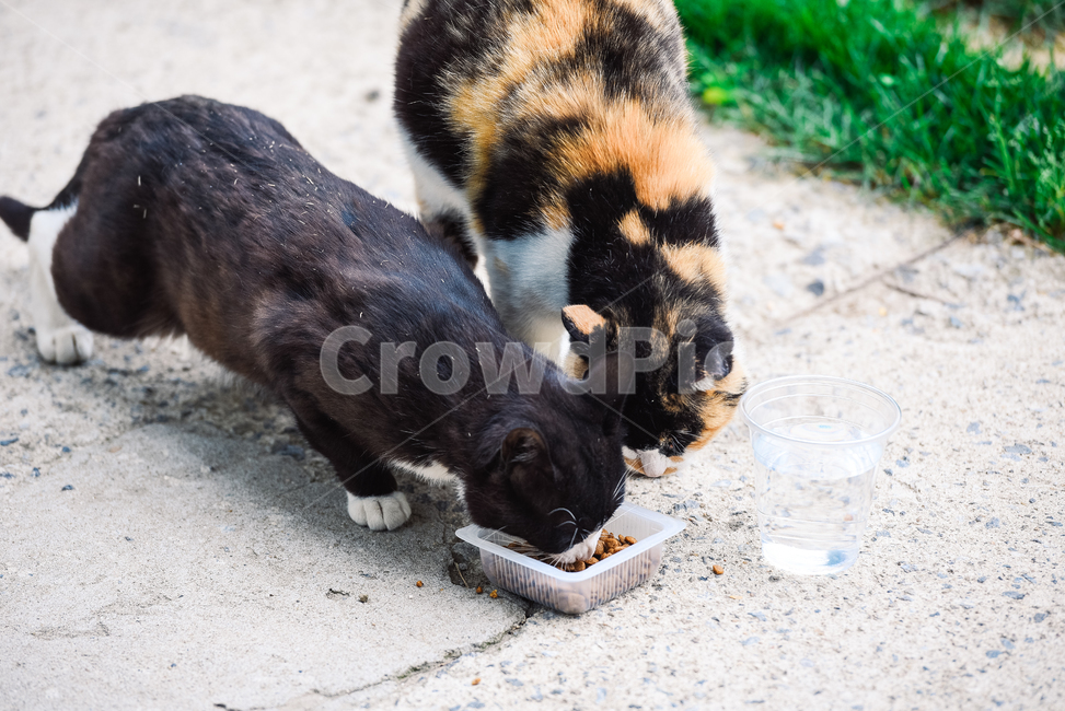 고양이,캣,냥냥이,길고양이,삼색이,치즈냥,냥,cat,동물,동물,animal,포유류,mammal,고양이,cat,kitten,kitty