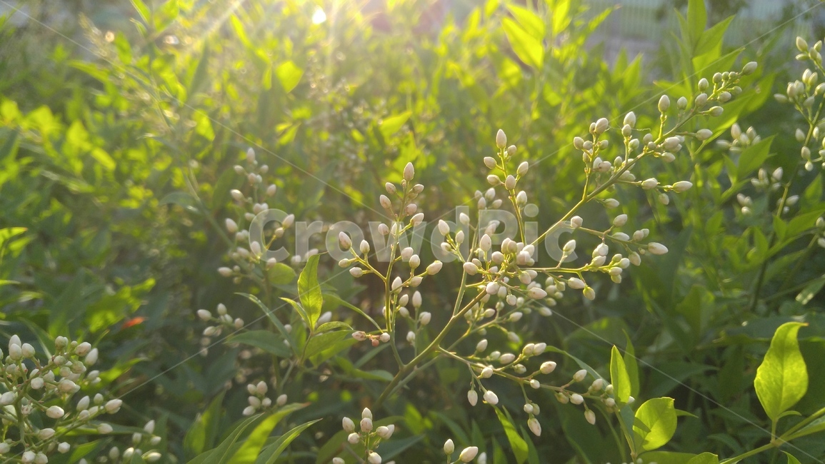 꽃,흰꽃,흰색,녹색,배경,햇살,감성,계절,flower,whiteflowers,white,sunbeam,green,background,emotional,season