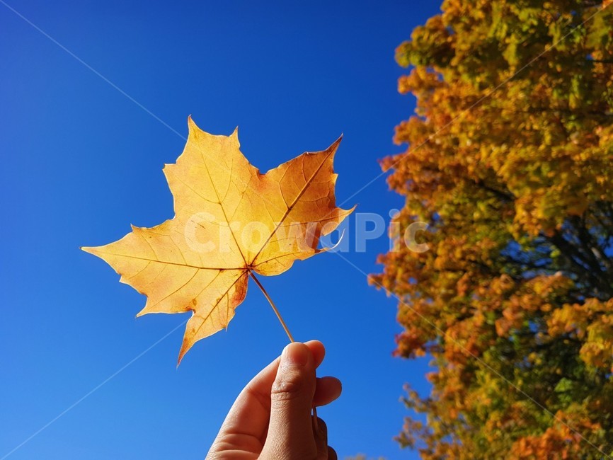 단풍,단풍잎,가을,하늘,메이플,maple,nature,자연,foliage,fall,sky,파란하늘,bluesky,잎,leaf,mapleleaf,낙엽,가을,계절,fall,autumn,season,plant,식물,tree,나무