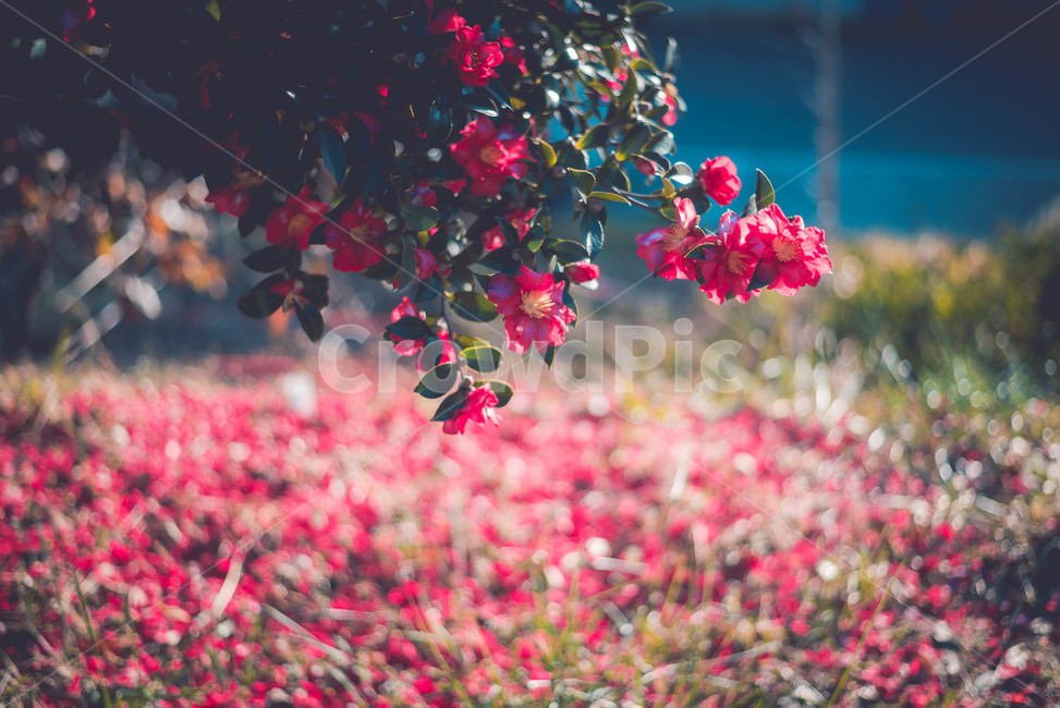 동백,꽃,식물,plant,flower,식물,자연,plants,nature,꽃,flower