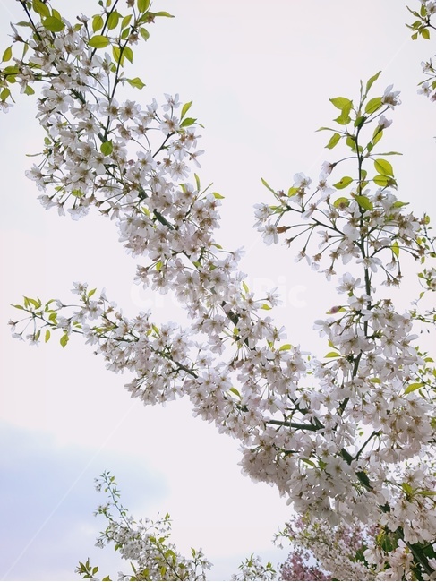 봄,꽃,컬러,하얀색,벚꽃,식물,spring,flower,color,white,cherryblossoms