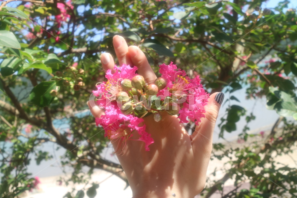 꽃,식물,플라워,분홍색,flower,핑크색,꽃,flower,휴식,힐링,rest,relaxation,healing