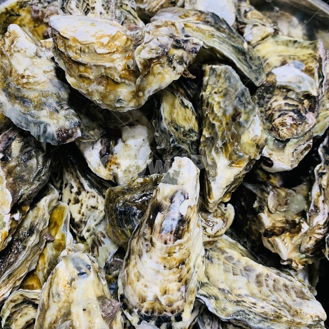 해양생물,sealife,invertebrate,무척추동물,food,음식,animal,동물,조개,seashell,굴,oyster,수산물,해산물,fishery products,seafood