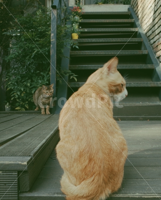 고양이,리코gr2,길거리,감성사진,cats,감성,일상사진,일상,동물,animal,포유류,mammal,고양이,cat,kitten,kitty