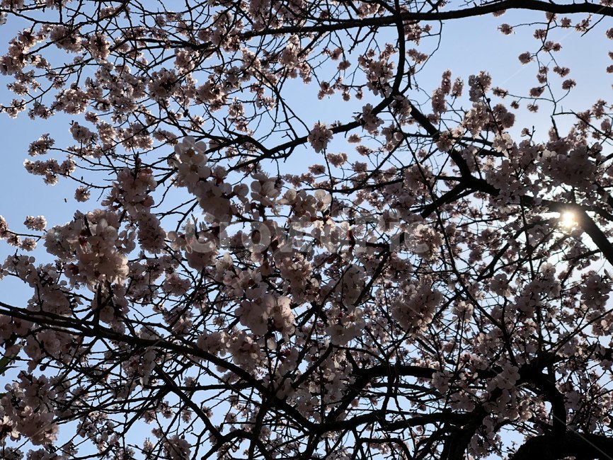 plant,식물,벚꽃,cherryblossom,꽃,봄,나들이,나무,식물,자연,plants,nature,꽃,flower