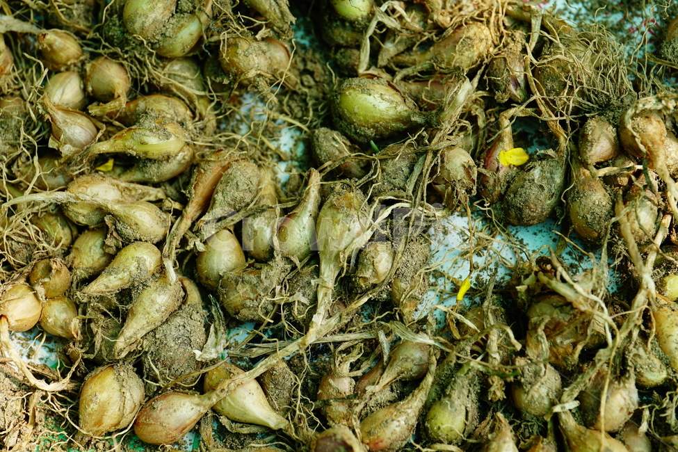 파,파말림,파말리기,야채,채소,식물,시골,농작물,농사,농업,밭농사,vegetable,식자재,식재료,파씨,신토불이,Welshonion,scallion,springonion,greenonion,plants,뿌리,줄기,흙,식물,자연,plants,nature,채소,야채,vegetables