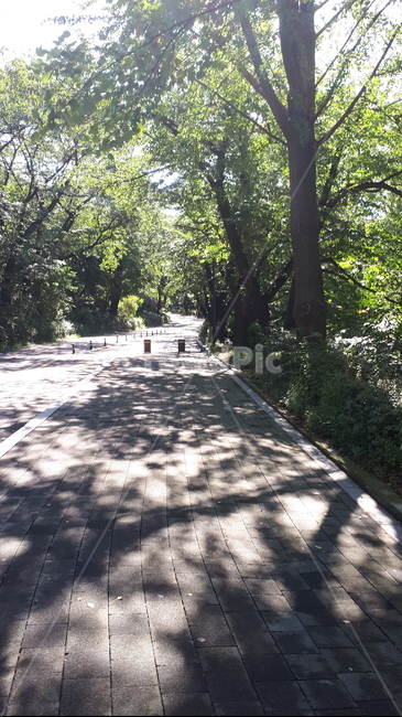 garden,공원,정원,park,나무,자연,풍경,nature,landscape,arbour,정자,outdoors,옥외