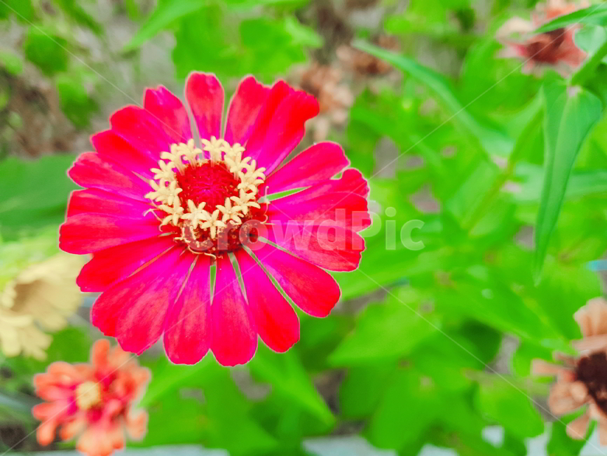 plant,꽃,식물,꽃잎,flower,빨간꽃,식물,자연,plants,nature,꽃,flower