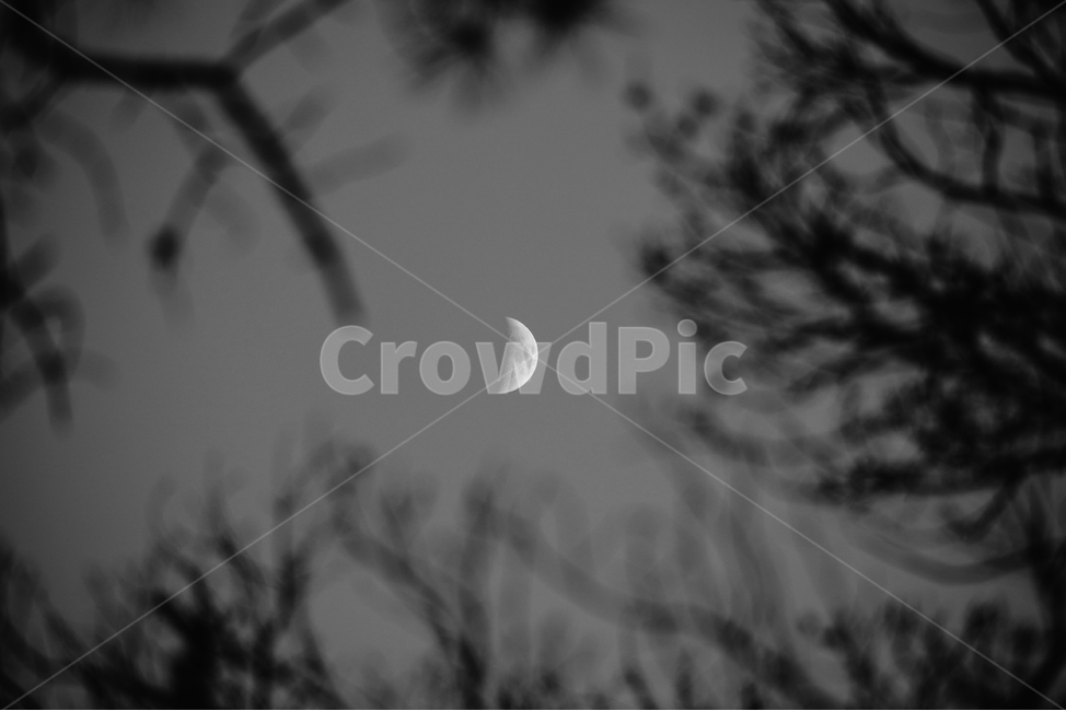 나무,달,하늘,밤하늘,흑백,모노크롬,야경,밤,풍경,nightscape,night,landscape,흑백,모노톤,monochrome,black and white,nature,자연,outdoors,옥외
