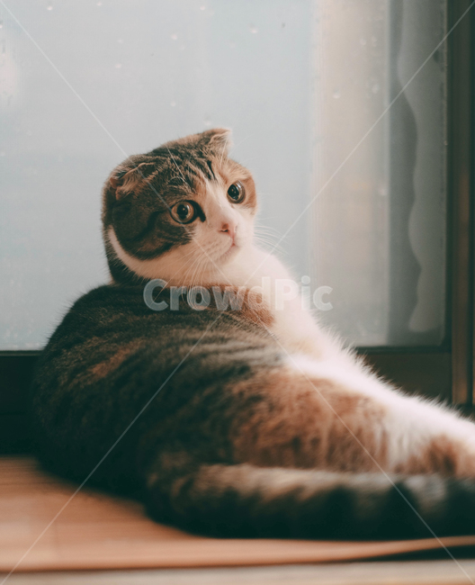 동물,고양이,반려동물,반려묘,스코티시폴드,스코티쉬폴드,동물,animal,포유류,mammal,고양이,cat,kitten,kitty