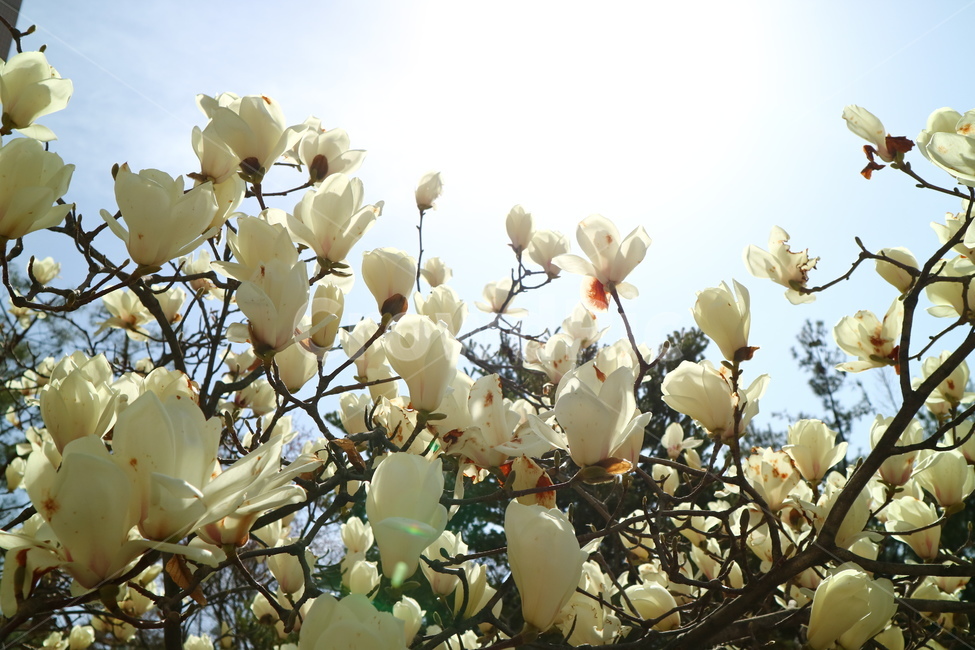 목련,나무,목련나무,바탕화면,배경화면,식물,자연,plants,nature,꽃,flower