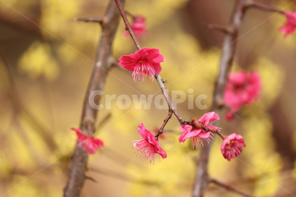 식물,홍매화,봄,꽃,감성,배겅화면,식물,자연,plants,nature,꽃,flower