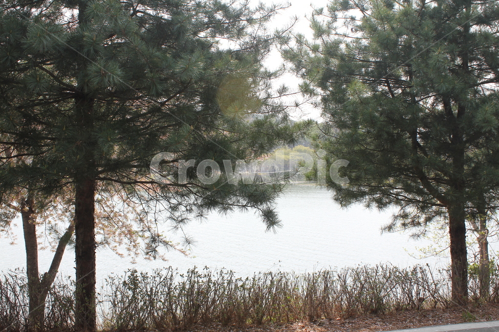 자연,식물,풍경,경치,나무,호수,자연,풍경,nature,landscape,tree,plant