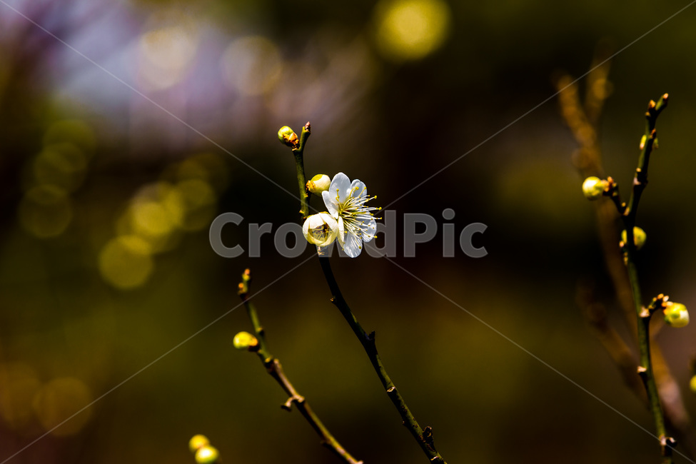 봄,꽃봉오리,감성,꽃,벚꽃,봄,계절,spring,season,식물,자연,plants,nature,꽃,flower,plant