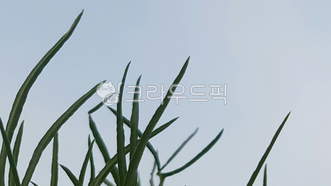 plant, 식물, 풀, 초록, 안정, 사진,이미지,일러스트,캘리그라피 - itsokay작가