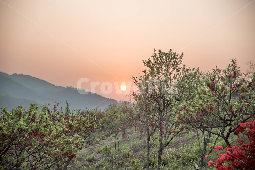 일몰,일출,sunrise,sunset,일몰사진,일출사진,자연사진,봄,계절,spring,season,자연,풍경,nature,landscape,한국자연풍경,한국자연경관,korea nature landscape,식물,plants,나무,trees,wood,outdoors,옥외