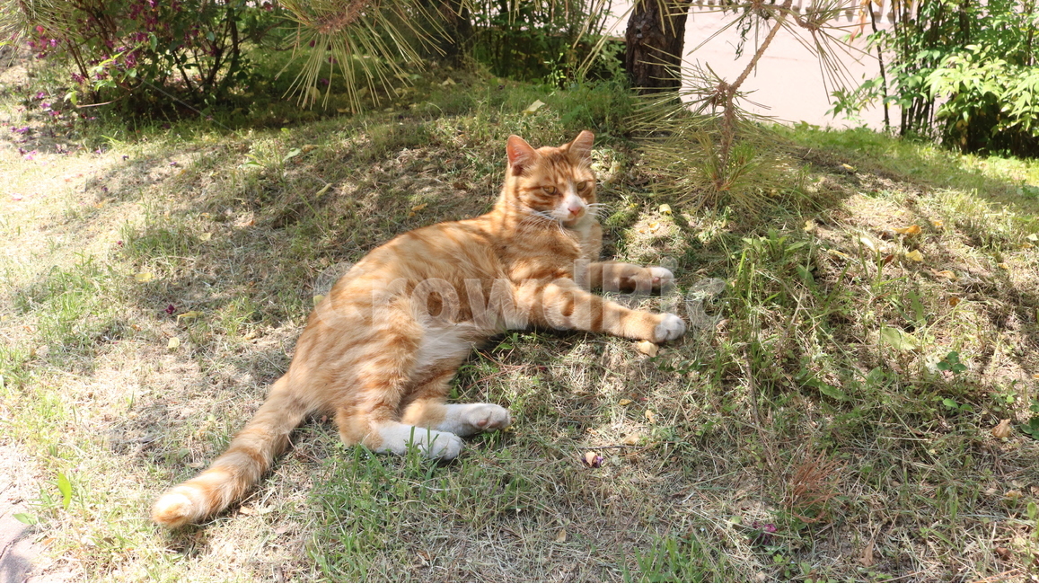 고양이,길고양이,cat,동물,야생고양이