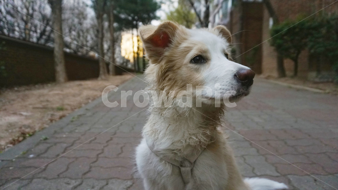 꽃개,벚꽃,꽃,봄,강아지,보더콜리,개,동물,animal,포유류,mammal,개,강아지,dog,doggy