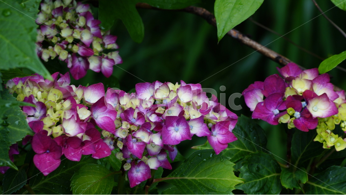 수국,꽃,꽃사진,식물,자연,식물,자연,plants,nature,꽃,flower