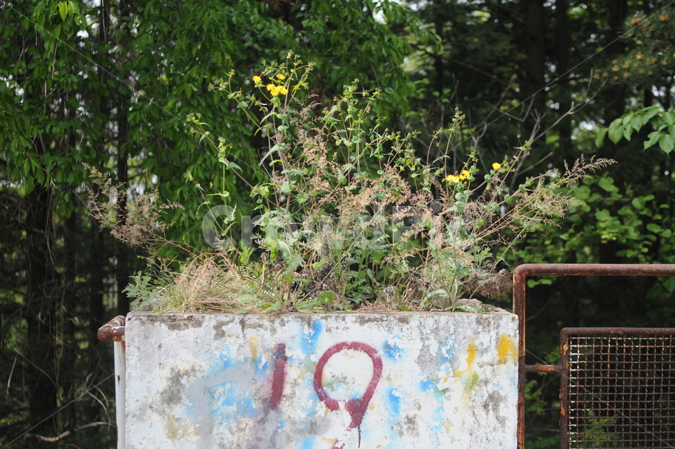 꽃,풍경,봄,flower,spring