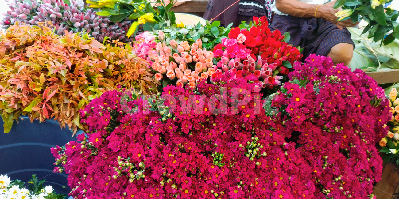 plant,flower,blossom,꽃,geranium,제라늄,식물,봄