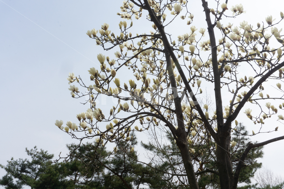 하얀꽃,꽃,꽃봉오리,봄,나무,열매,감성,봄,계절,spring,season,식물,자연,plants,nature,꽃,flower,나무,trees,wood