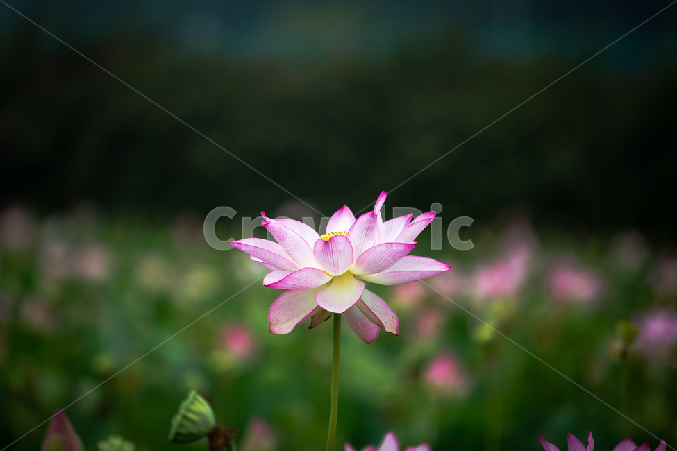 연꽃,연꽃밭,연못,연잎,호수,식물,자연,plants,nature,꽃,flower