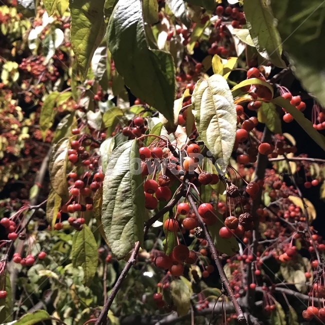 열매,과일,빨간색,초록색,채소,체리,자연,식물,자연,plants,nature,과일,열매,fruit