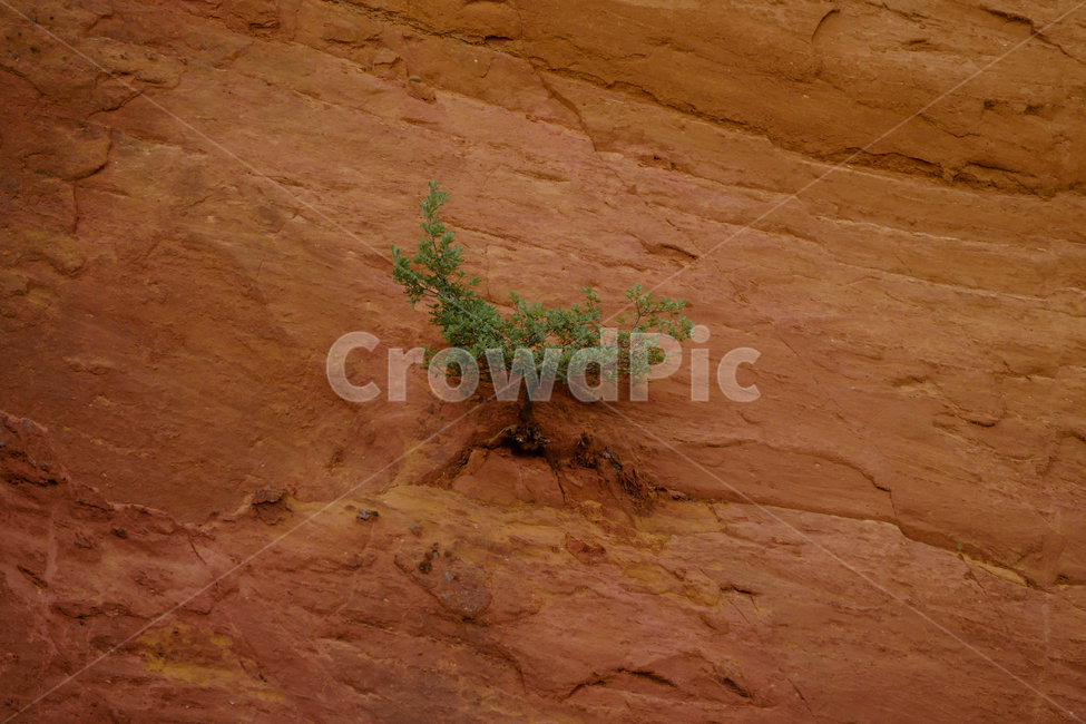 생명체,강인함,생명력,홀로,고독,lonely,desert,사막,자연,nature,버티기,나홀로,자연,풍경,nature,landscape,outdoors,옥외