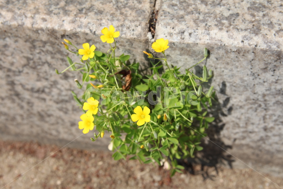 꽃,식물,생명력,flower,싱그러움