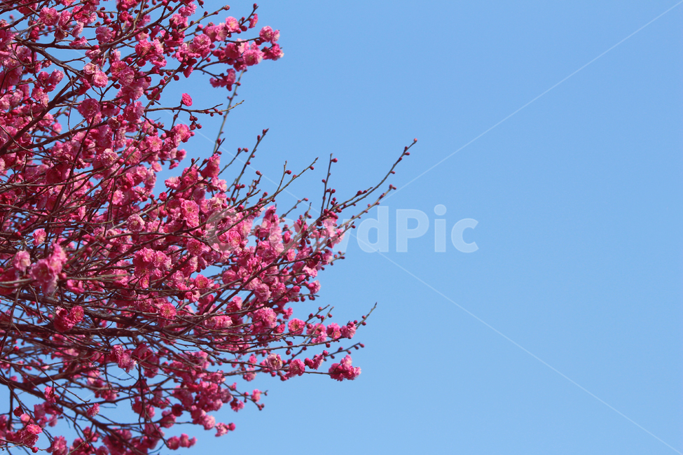 꽃,flower,blossom,plant,식물,봄,매화,홍매화
