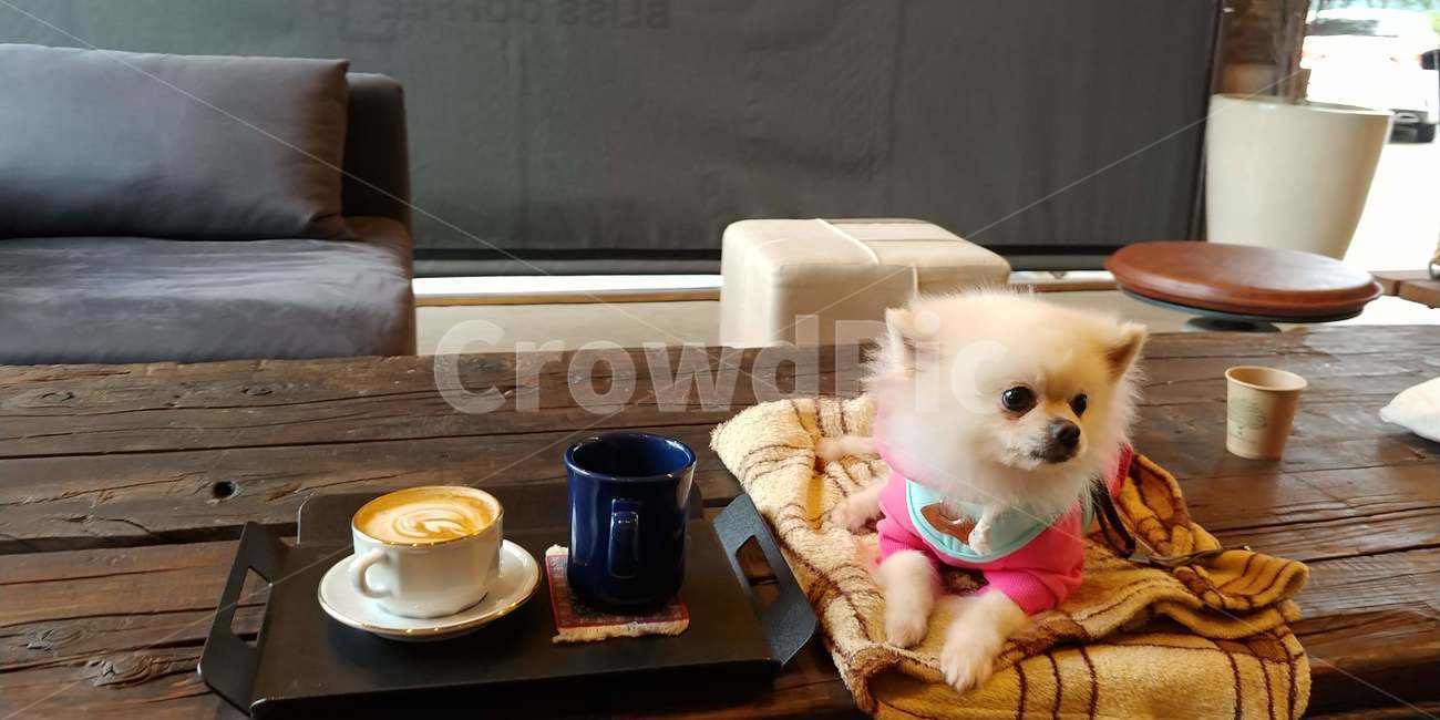 강아지,라떼,여유,반려견,애견동반,coffeecup,puppies,latte,dog,relax,커피컵,컵,cup,동물,animal,포유류,mammal,개,강아지,dog,doggy