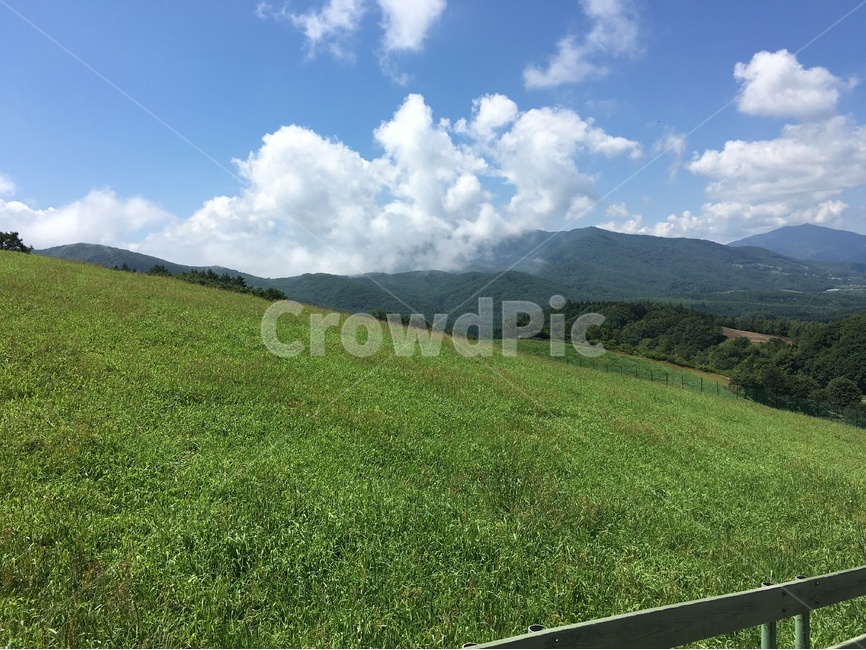 초원,하늘,구름,목장,양,자연,풍경,nature,landscape,outdoors,옥외,field,들,grassland,목초지