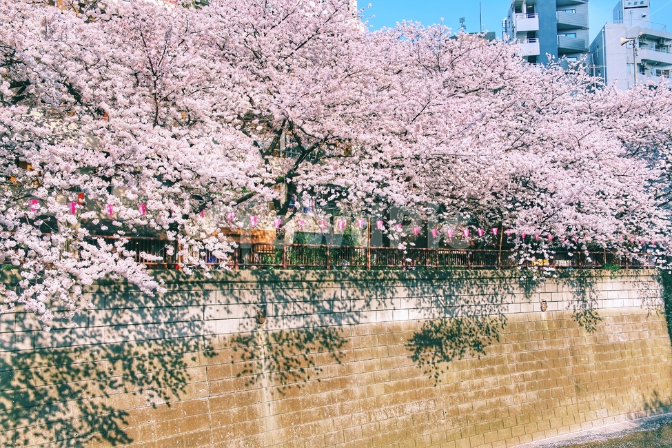 봄,벚꽃,감성,꽃놀이,벚꽃축제,일본,나카메구로,사쿠라,일상,봄,계절,spring,season,plant,식물
