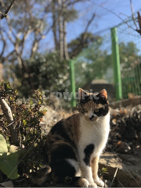 고양이,동물,길고양이,코리안숏헤어,코숏,냐옹이,straycat,koreanshorthair,kitty,street,길냥이,삼색이,삼색고양이,옆모습,삼색냥이,animal